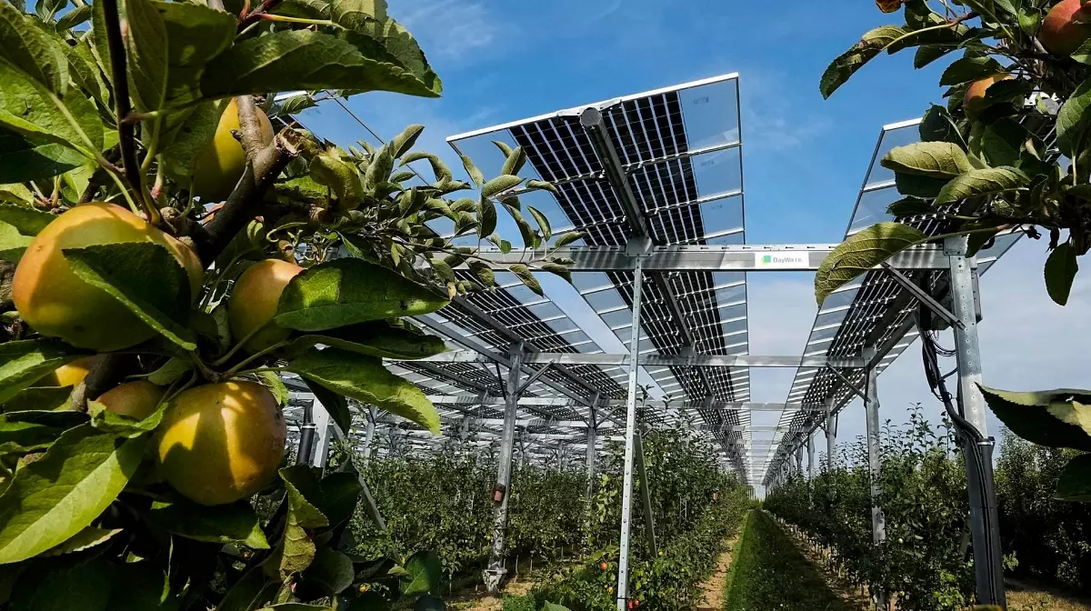 Solar panels provide shade and a second source of revenue for this enterprising German farm